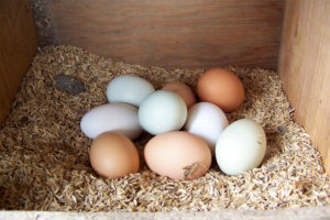 ovos certificados bem-estar animal