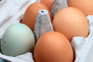 ovos com certificação de bem-estar animal
