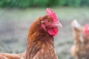 galinha, bem-estar animal no brasil