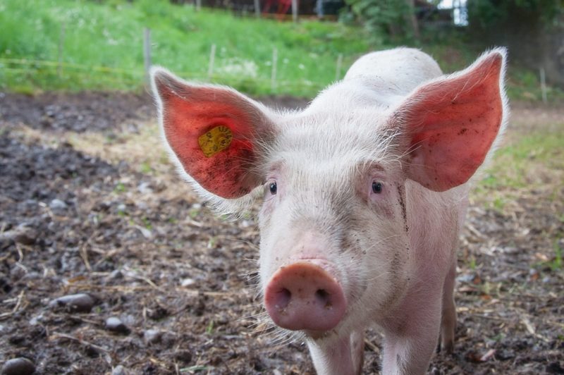 porco, bem-estar animal no brasil