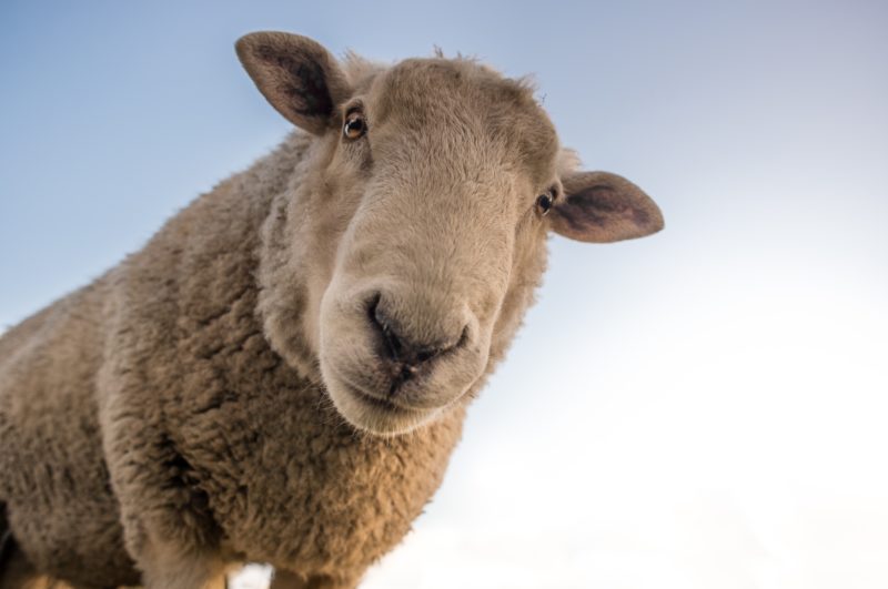 Ovelha, liberdades dos animais