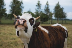 Vaca: Empresas investem em bem-estar animal