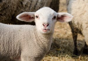 Ovelha: o que é bem-estar animal