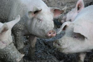 porcos na lama: bem-estar animal