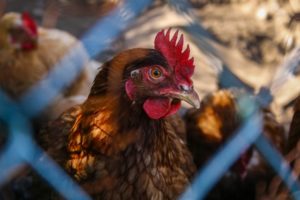 galinha poedeira: bem-estar animal