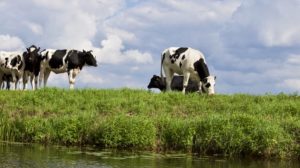vaca: bem-estar animal