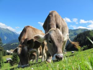 vacas vacas leiteiras ao ar livre