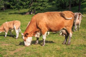 vacas leiteiras: bem estar animal
