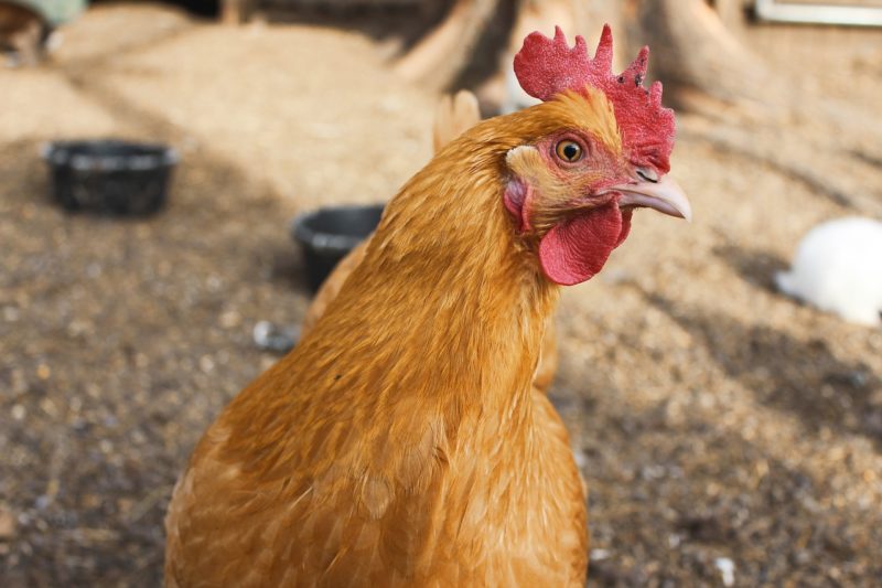 Bem-estar animal para frangos de corte