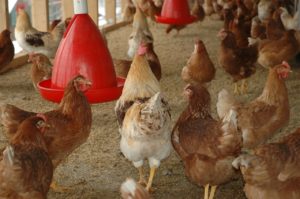 bem-estar animal para frangos de corte