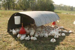 manejo com bem-estar animal para frangos de corte