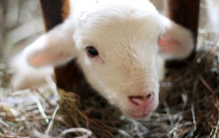 Ovelha: como melhorar o bem-estar animal