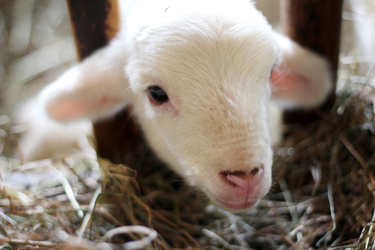 Ovelha: como melhorar o bem-estar animal