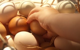 Ovos criados com o bem-estar animal das galinhas