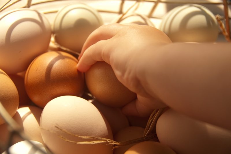 Ovos criados com o bem-estar animal das galinhas