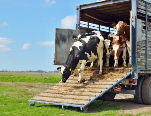 Muda regra de transporte de cargas vivas e bem-estar animal ganha importância na lei