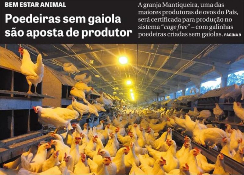 DCI - Mantiqueira aposta em produção cage free