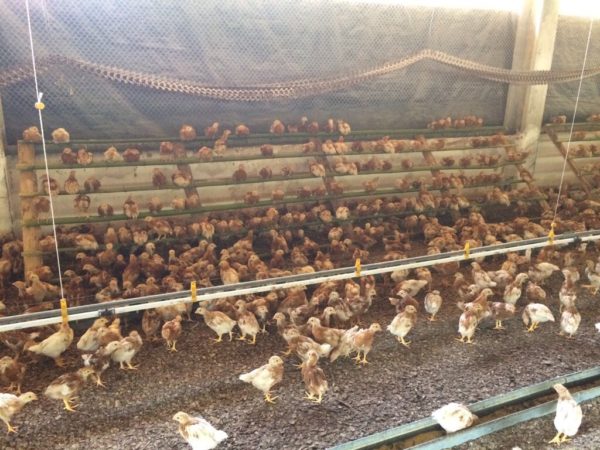 galinhas poedeiras com bem-estar animal