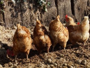 Galinhas livres: Ovos de galinhas livres