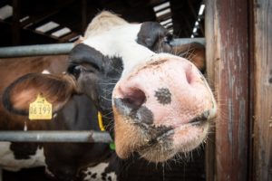 bovinos: bem-estar animal