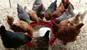 Alimentação galinhas poedeiras ovo caipira