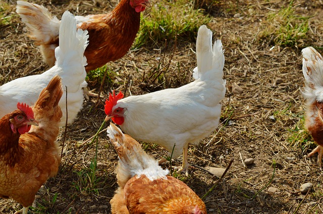 Galinha que produz ovo orgânico tem direito a banho de areia