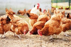 bem-estar animal galinhas poedeiras livres