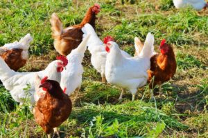 Galinhas soltas: Bem-estar das galinhas