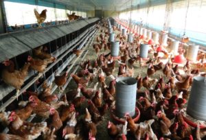 Cage-free: galinhas criadas sem gaiolas