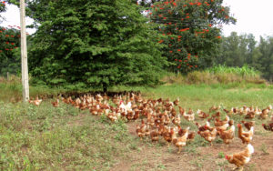 galinhas poedeiras: Fazenda da Toca