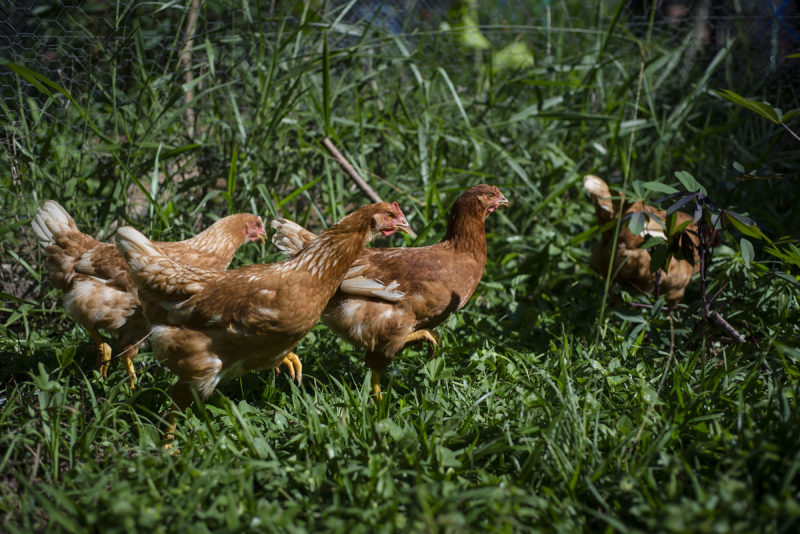 Galinhas: ovo caipira Fazenda da Toca recebe selo da Certified Humane