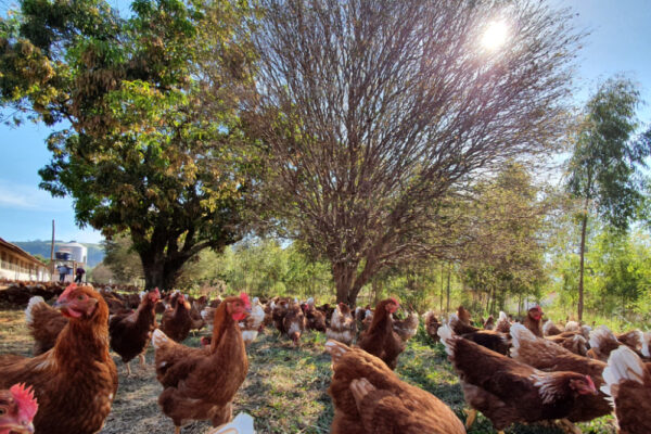 Fazenda da Toca Orgânicos