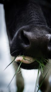 Alimentação: bem-estar para bovinos de corte