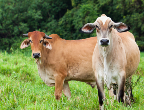 Veja 5 aspectos de bem-estar para bovinos de corte