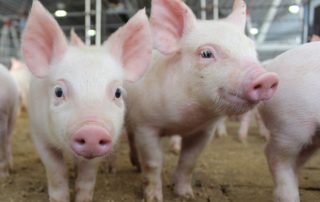 porcos: ranking de bem-estar animal