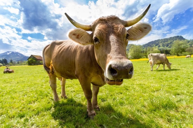 bem estar animal, entrevista