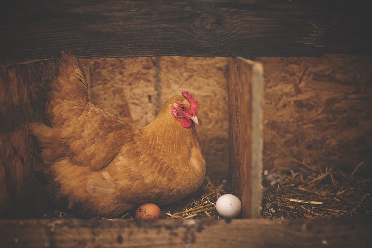 ovos de galinhas poedeiras livres de gaiolas