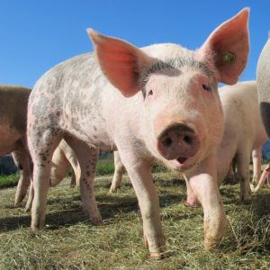 mitos e fatos sobre a certificacao de bem-estar animal