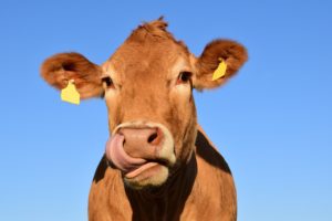 mitos e fatos sobre certificacao de bem-estar animal