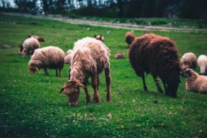 Ovelhas criadas sobre as normas da certificação de bem-estar animal