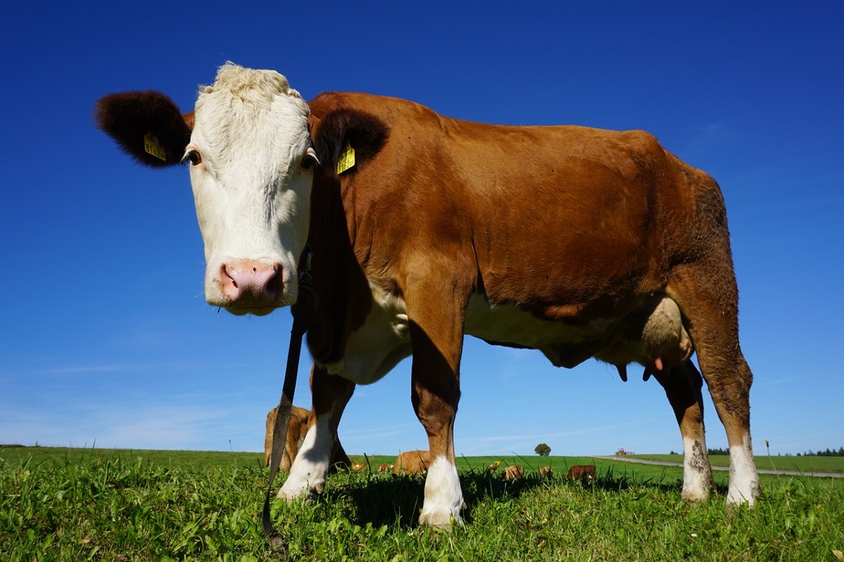 Vaca: Produção de leite bovino