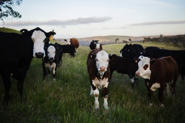 Produção de gado com bem-estar animal
