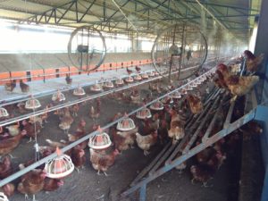 Ventilação para criação de galinhas no calor