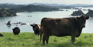First Light Farm: Fazenda Helena Bay, bovinos de corte