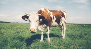 Bovinocultura: Bovino de leite