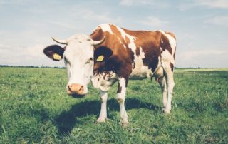 Bovinocultura: Bovino de leite