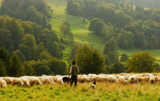 Selo de bem-estar animal: Fazendeiro