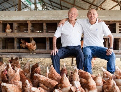 Bem-estar animal na Ásia: granjas de Cingapura e Malásia recebem certificação