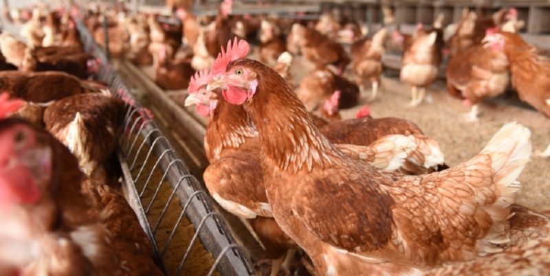 Chew's Agriculture conquista financiamento de bem-estar animal