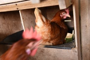Chew's Agriculture conquista financiamento de bem-estar animal